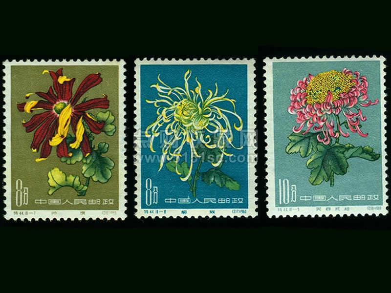 特44 菊花- 点购收藏网